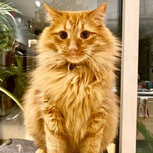 Meet your Posher, Joanne